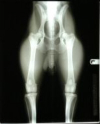 OFA x-ray_Duke.jpg